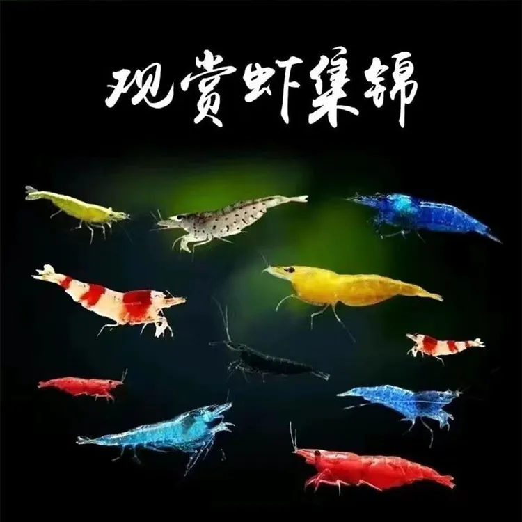 观赏虾除藻虾淡水鲜活黑壳虾清洁鱼耐活淡水冷水观赏鱼宠物水晶虾