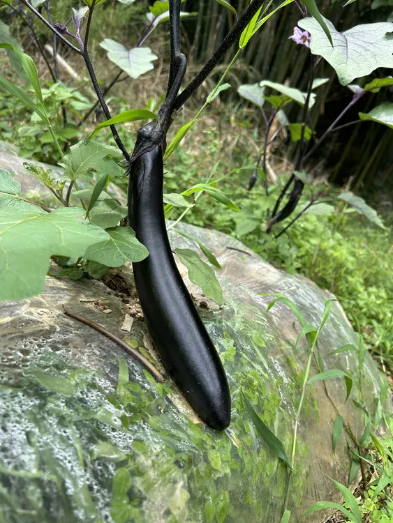 高山农家紫茄子（现摘现发）