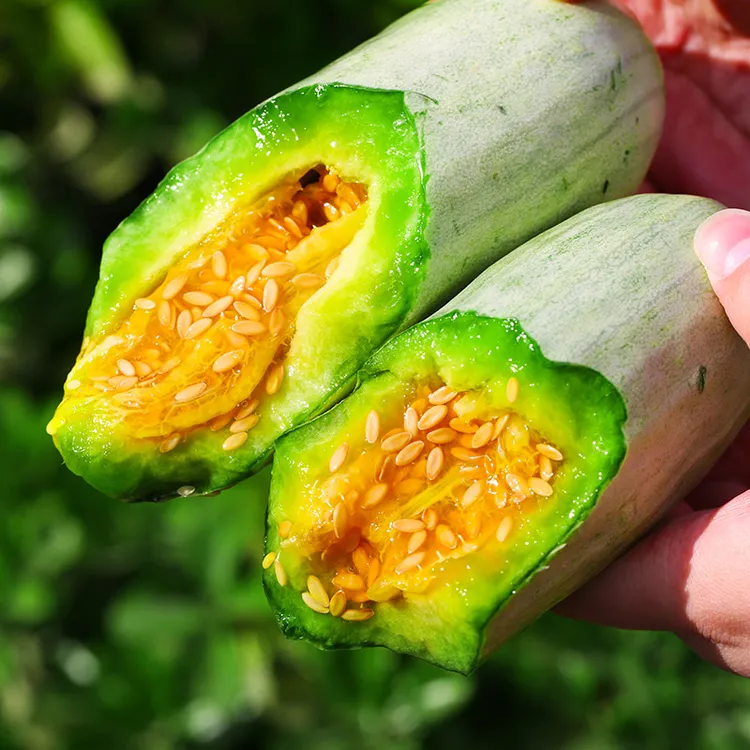 山东羊角蜜甜瓜   酥脆无渣 多规格