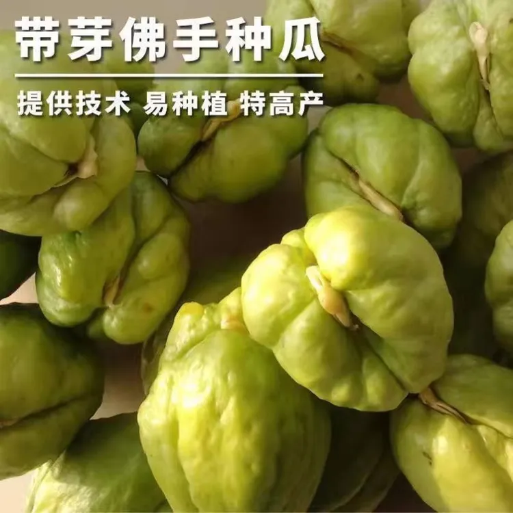 云南佛手瓜种球新鲜佛手瓜带芽头种苗小院爬藤搭架植物春季四季
