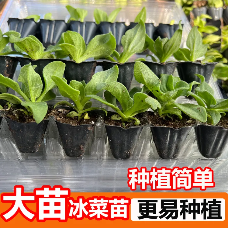 冰菜苗大苗冰草种子口感冰爽脆嫩春秋盆栽高产重复采收蔬菜种孑