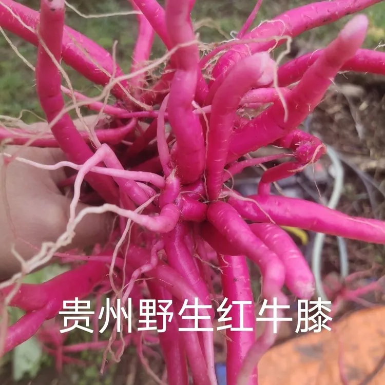 贵州省纯野生牛膝草新鲜 牛克膝 红牛膝根干货下单中草药材包邮