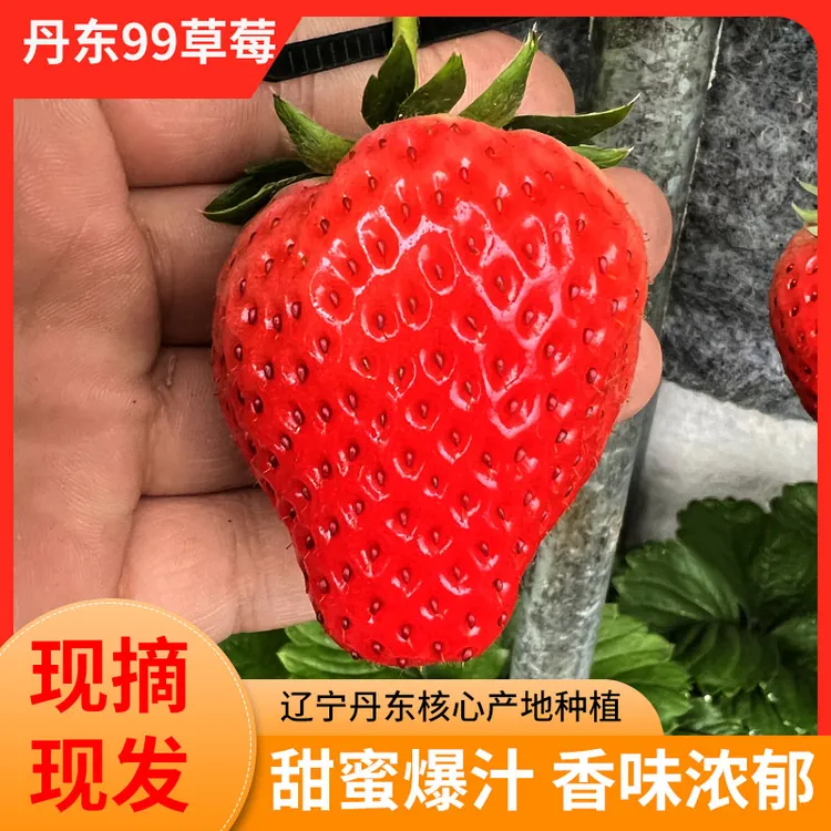 【现货秒发】丹东99草莓当天现摘先发牛奶草莓红颜新鲜应季空运包邮
