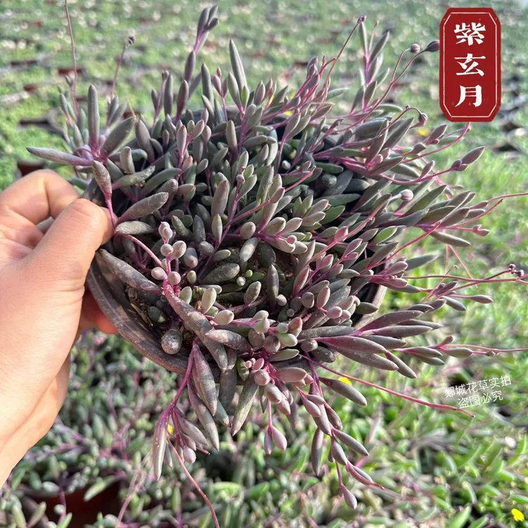 紫玄月佛珠情人泪开花吊兰垂吊多肉植物盆栽办公室防辐射花卉绿植
