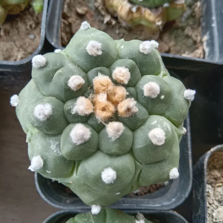 嫁接龟甲兜仙人球开花漂亮