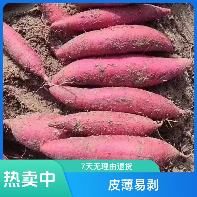【新人福利】西瓜密红心蜜糖心红薯超甜番薯红皮板栗薯新鲜先挖现发