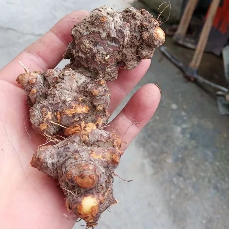 贵州荞麦野生现挖金荞麦新鲜中药材苦荞荞兰万年中草药材老根