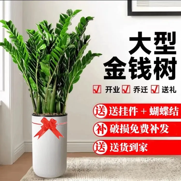 【A级含白盆1.1-1.3米】大型金钱树绿植盆栽室内客厅净化空气发财树商品图