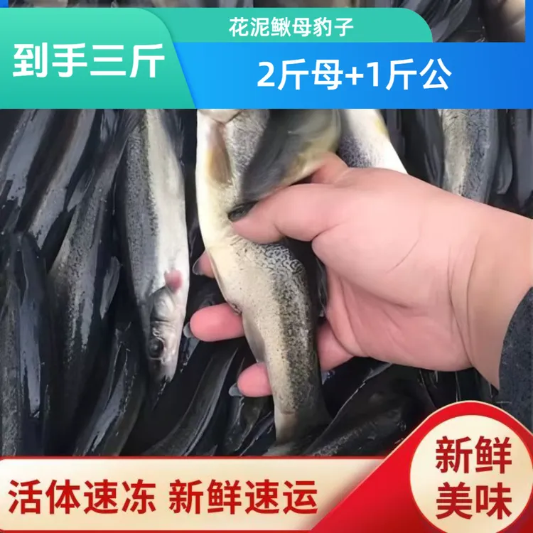 冷冻花泥鳅母豹子2+1到手3斤保鲜不保活小兴安岭山特产源头直发