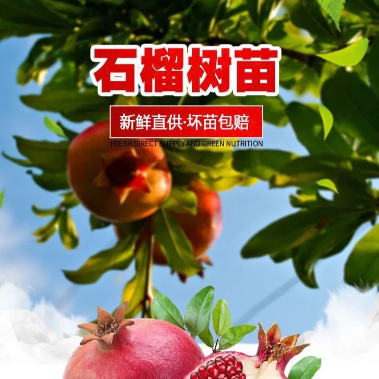 石榴树苗大果个红皮红果甜石榴树苗