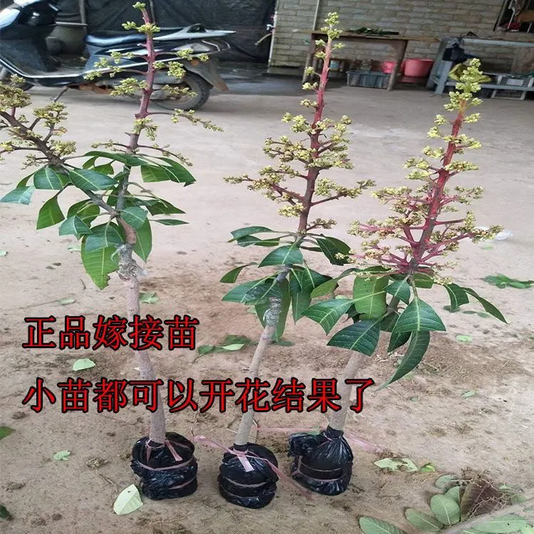 芒果树苗四季芒台农芒海南红贵妃特大金煌芒果苗南北盆栽地栽带土