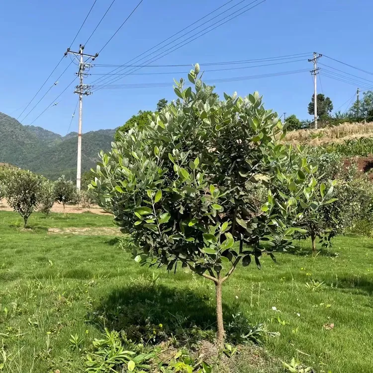 禾木千里庭院阳台地栽常绿树苗