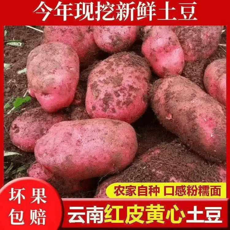 【老品种】云南红皮黄心红土豆新鲜现挖露天种植洋芋马铃薯3/5/9斤