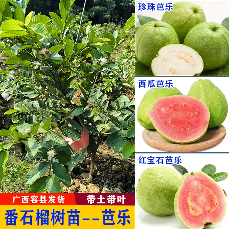 台湾珍珠番石榴果苗四季红宝石芭乐西瓜红心芭乐树苗嫁接当年结果