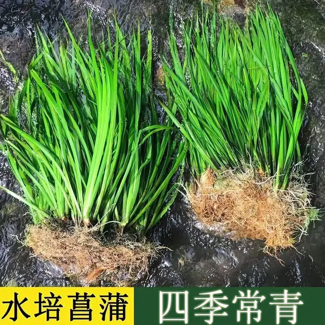 水培菖蒲水养花草鱼龟缸水陆缸盆栽造景水生种植过滤四季常青好种