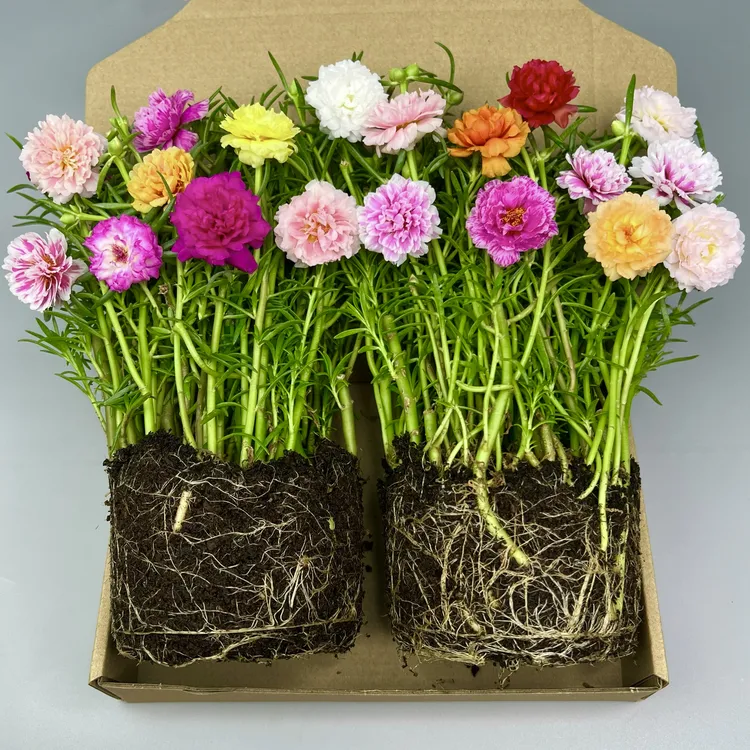 【带根带土带花苞】重瓣太阳花苗混色阳台室外庭院好养花卉宿根开花