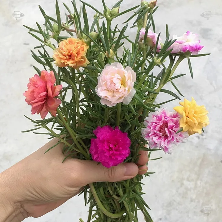 【无根枝条】重瓣太阳花混色多色宿根多年生花卉阳台易活开花植物