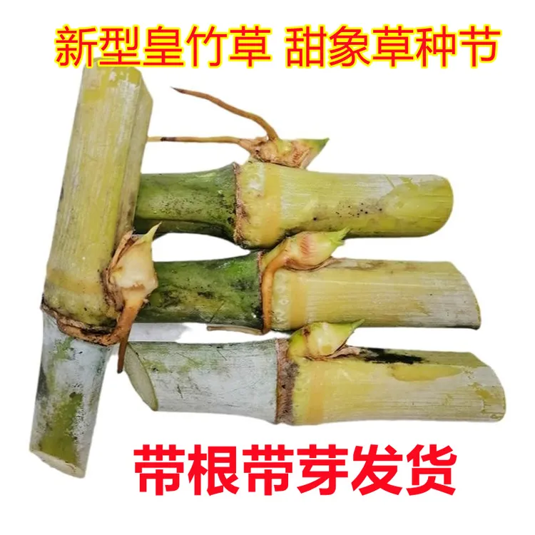 新型皇竹草甜象草3号种节多年生冬天高产优质牧草种节扦插小苗