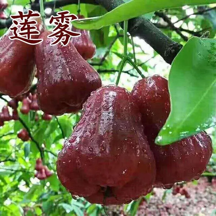 莲雾树苗大叶红莲雾黑金刚嫁接苗黑糖芭比莲雾庭院盆栽地栽果树苗