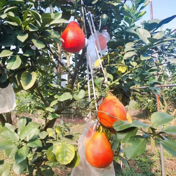 新品种暹罗红柚树苗 嫁接苗红皮柚子柚子果树苗耐寒南北方可种