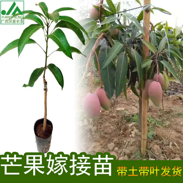 四季芒果苗 金煌芒果苗 红贵妃芒果嫁接苗澳芒果树苗南方盆栽地栽
