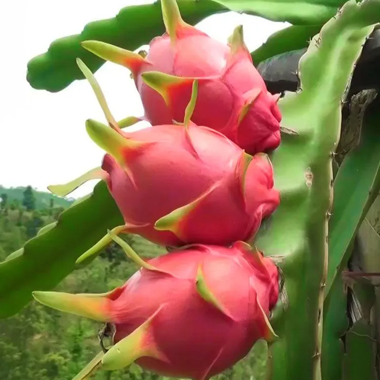 红心火龙果苗四季南北方种植阳台庭院盆栽地栽带根系发货结果快