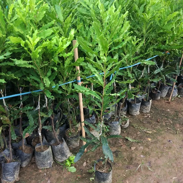 澳洲坚果苗桂热一号大果嫁接苗坚果果树苗地栽庭院种植南方种植