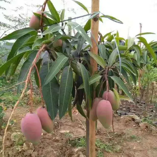 四季芒果树苗金煌台农芒红贵妃桂七芒奥芒嫁接苗庭院盆栽地栽种植