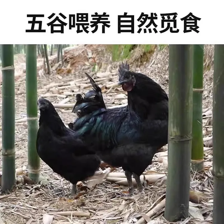 【小潘总专属】正宗五黑鸡林间散养五黑鸡谷物喂养新鲜现杀放养鸡
