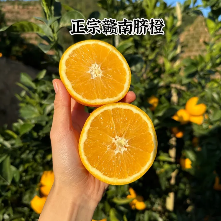 江西赣州正宗赣南脐橙产地直销大果皮薄多汁甜橙
