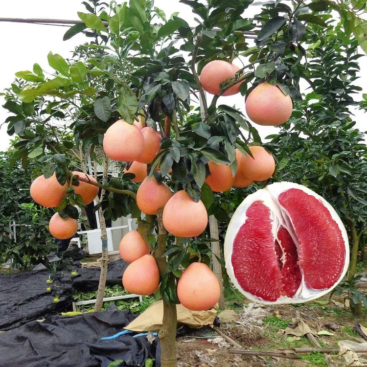 马家柚子树苗红心红肉蜜柚南方北方种植当年结果三红蜜柚果树果苗
