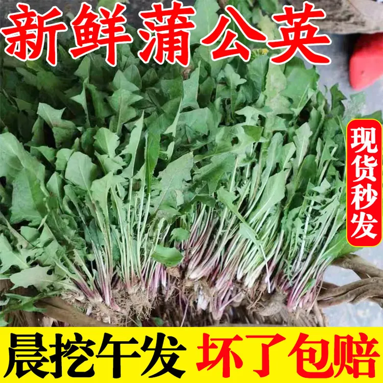 新鲜蒲公英野菜现挖婆婆丁叶草东北蘸酱菜泡水喝野生苦菜蔬菜包邮