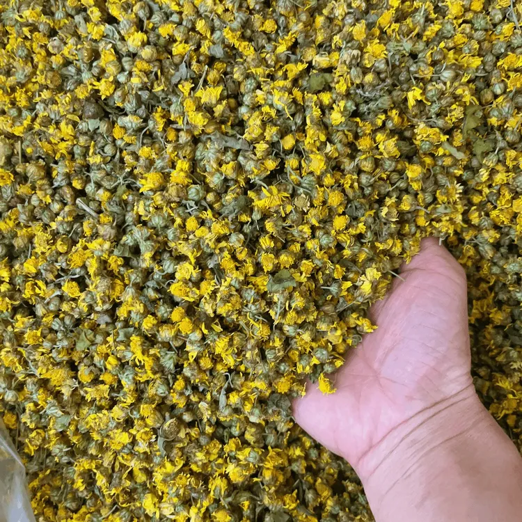 大山深处野生菊花叶