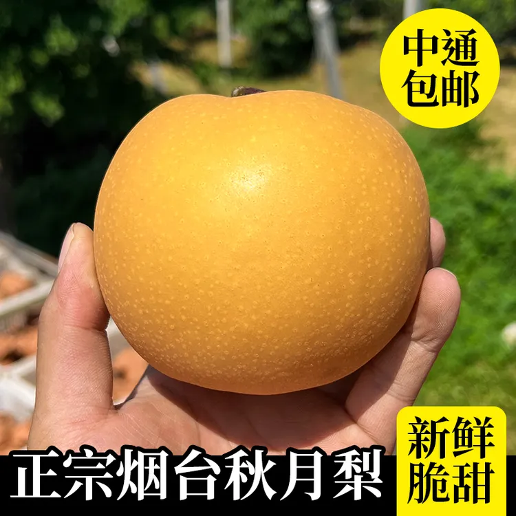 烟台秋月梨新鲜当季现摘整箱包邮脆甜多汁源头直发新鲜
