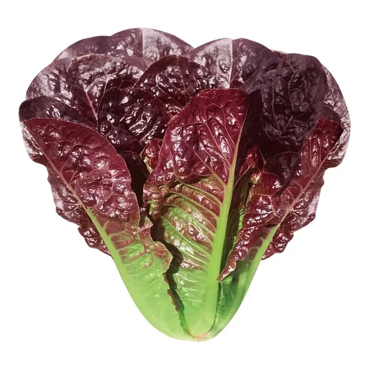 罗马直立生紫孔雀生菜种子四季盆栽耐热耐寒紫色脆嫩生菜蔬菜种子