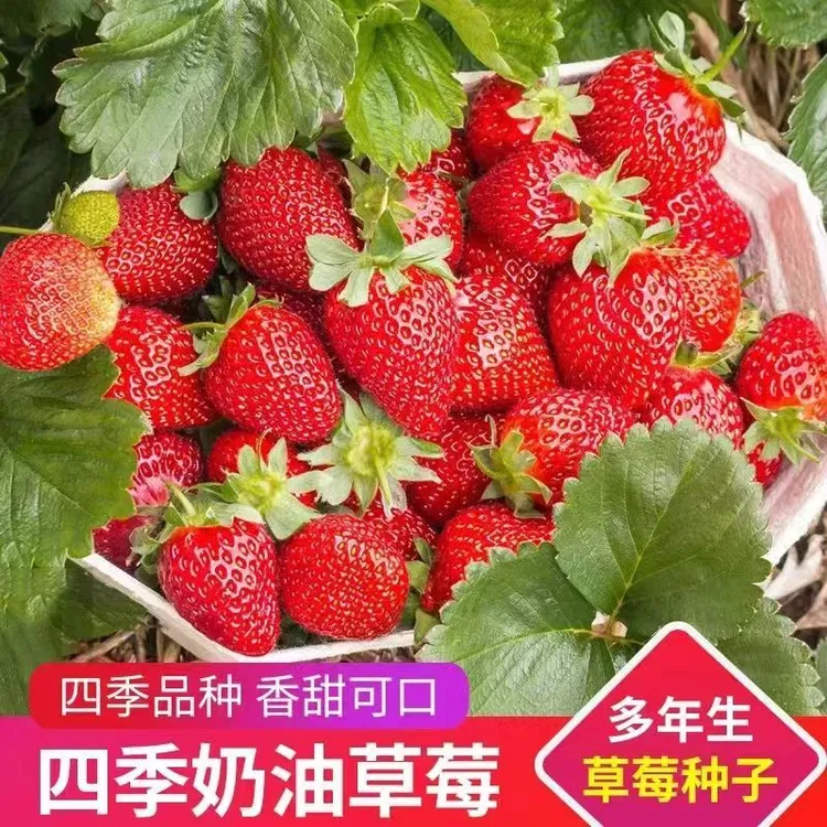 红草莓种子奶油草莓种子四季开花结果室内外庭院盆栽阳台水果种子