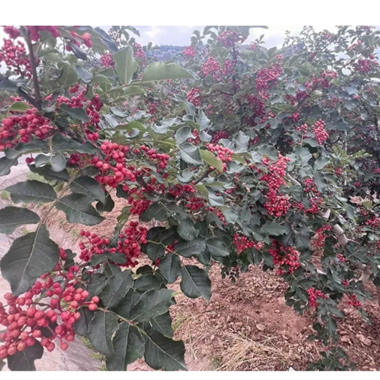 高山农家特色干蔬菜红花椒
