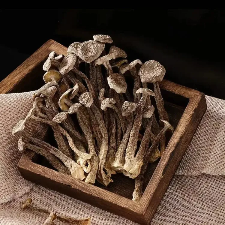 D鹿茸菇新鲜干货自然晒干煲汤炒菜香脆可口500g