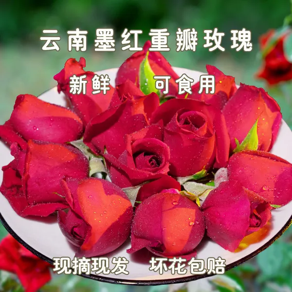 云南墨红重瓣可食用玫瑰花新鲜采摘花骨朵非花瓣新鲜