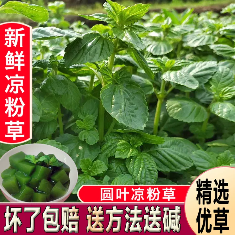 广西六靖凉粉草新鲜现摘现发烧仙草神仙豆腐草夏天多胶质叶子送碱