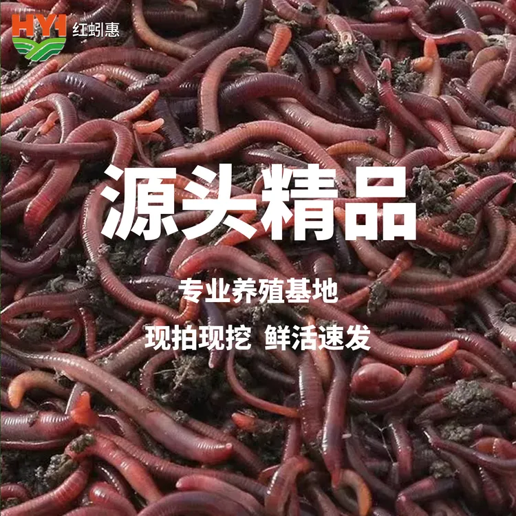 蚯蚓 活饵鱼饵 红蚯蚓 钓鱼 垂钓 野钓 黑坑 盒装鱼饵 源头产家