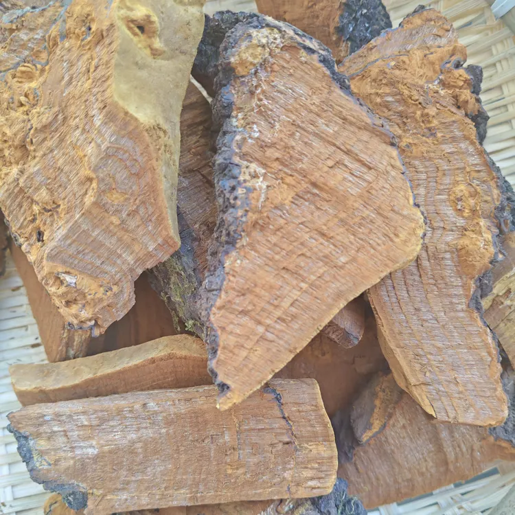 西藏墨脱百年桑树桑黄（大断块）