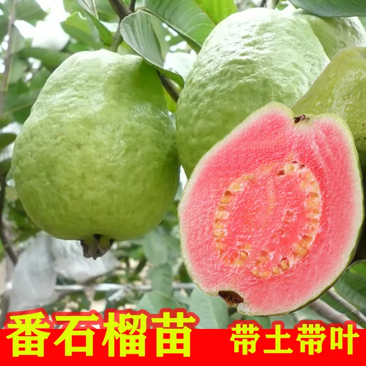 红心芭乐树苗带土带叶大果番石榴苗四季结果嫁接果树苗红宝石芭乐