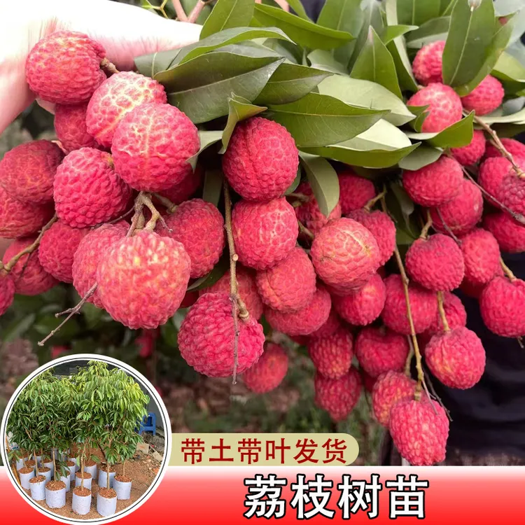 容器苗荔枝树苗原土杯苗无核桂味妃子笑荔枝苗盆栽种植早熟新品种