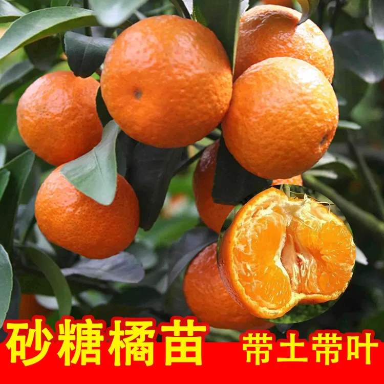广西沙糖桔树苗带土带叶嫁接早熟砂糖橘苗南方种植盆栽地栽果树苗