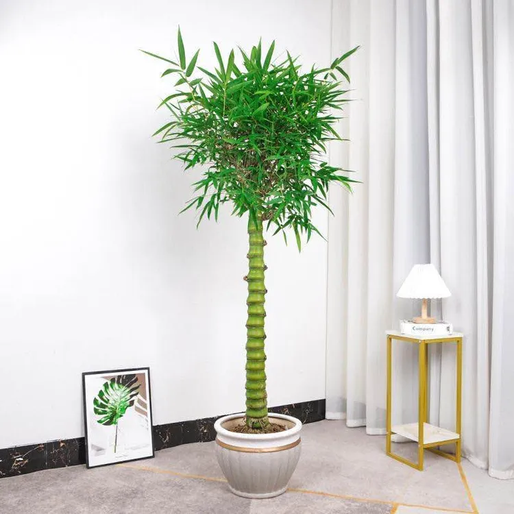 正宗绿植佛肚竹梅兰竹菊花中四君子竹节饱满长青植物室内摆放下单