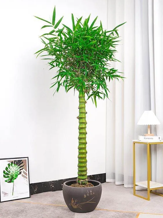佛肚竹棒棒糖节节高四季常青耐摆放客厅绿植落地摆放室内装饰中式