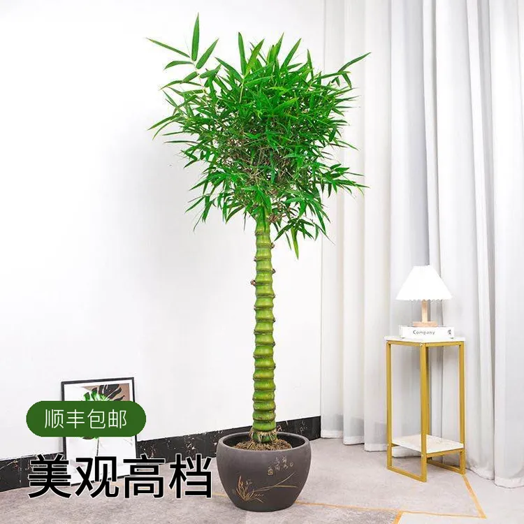 佛肚竹盆景四季常青室内高档绿植盆栽包邮罗汉竹植物原盆发货