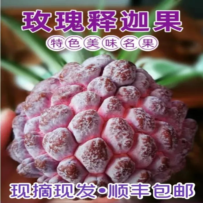 【顺丰空运】玫瑰释迦新鲜红皮释迦软糯香甜2/5斤现摘现发