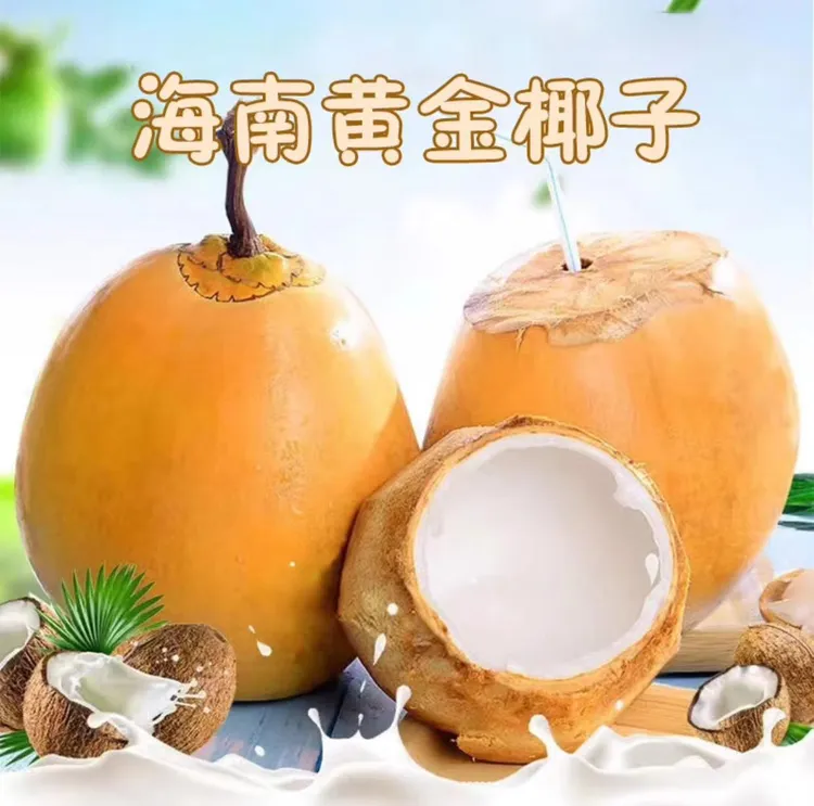 【椰园直发+坏果包赔】海南正宗万宁金椰特产黄金椰子2-9个装